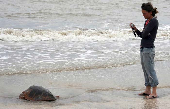 Las tortugas marinas estan en peligro por la actividad humana
