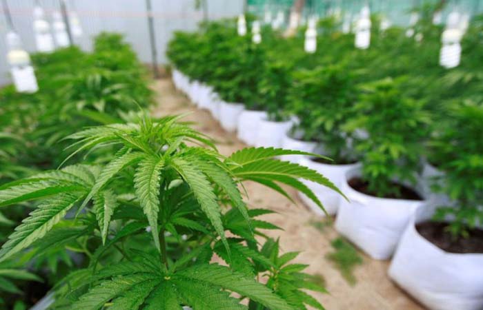 El cannabis agroindustrial puede generar valor agregado