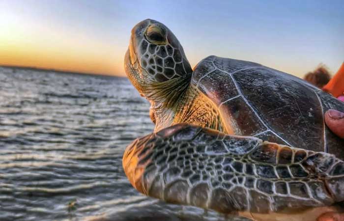 Detectar las señales de peligro para salvar a las tortugas