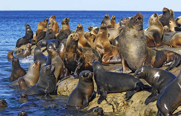 Automatizan monitoreo de elefantes y lobos marinos