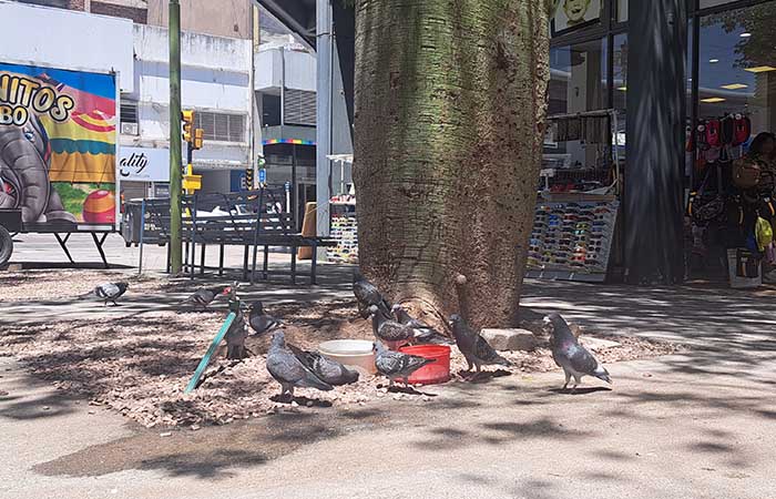 Buscarán regular la población de palomas urbanas