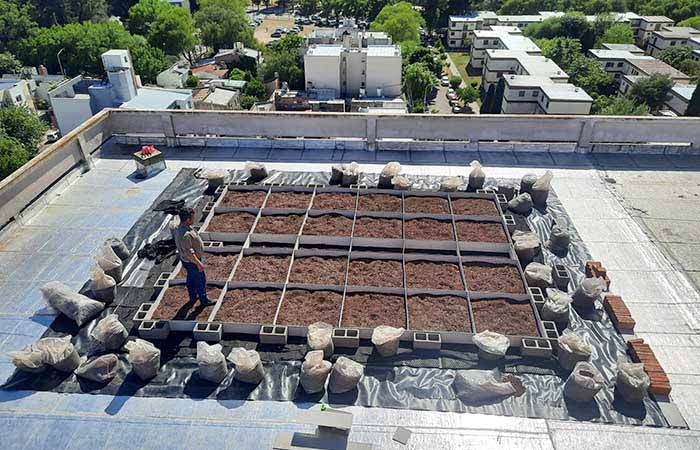 Instalan techos verdes con especies nativas